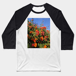 Desert Flowers in Golden Afternoon Sun Baseball T-Shirt